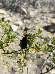 Lytta cribrata