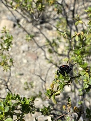 Lytta cribrata