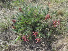 Astragalus brachycarpus