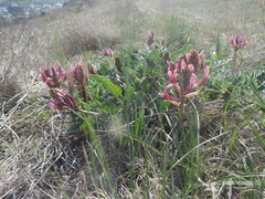Astragalus brachycarpus