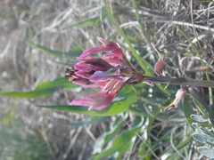 Astragalus brachycarpus