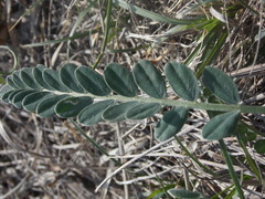 Astragalus brachycarpus