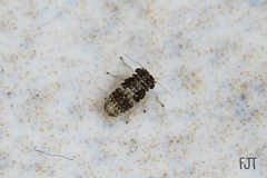 Hemiptera