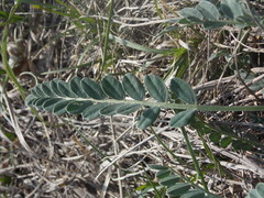 Astragalus brachycarpus