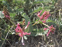 Astragalus brachycarpus