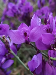 Polygala microphylla