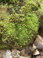 Paraleucobryum longifolium