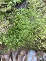 Paraleucobryum longifolium