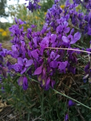 Polygala microphylla
