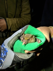 Leptonycteris nivalis