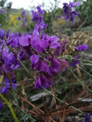 Polygala microphylla