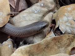 Stenorrhina degenhardtii