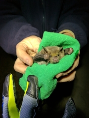 Leptonycteris nivalis