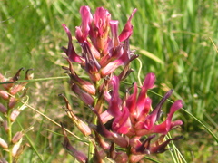 Astragalus brachycarpus
