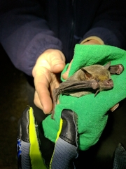 Leptonycteris nivalis