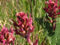 Astragalus brachycarpus