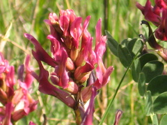 Astragalus brachycarpus