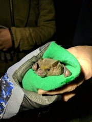 Leptonycteris nivalis