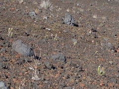 Psiadia callocephala