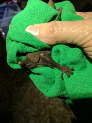 Leptonycteris nivalis