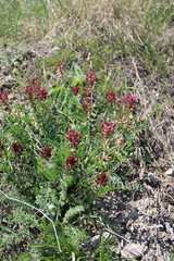 Astragalus brachycarpus