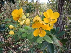 Senna rugosa