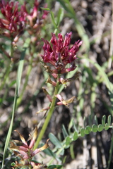 Astragalus brachycarpus