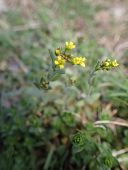 Draba nemorosa
