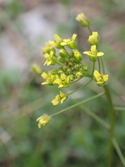 Draba nemorosa