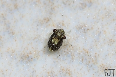 Hemiptera