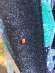 Adalia decempunctata