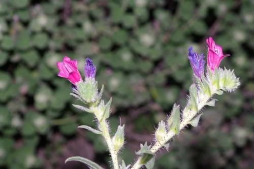 Echium creticum image