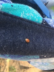 Adalia decempunctata