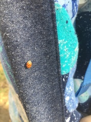 Adalia decempunctata