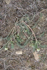 Astragalus hamosus brachyceras