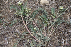 Astragalus hamosus brachyceras