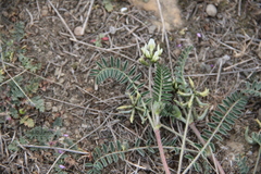 Astragalus hamosus brachyceras