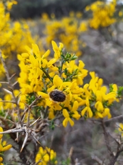 Tropinota squalida