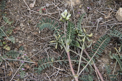 Astragalus hamosus brachyceras