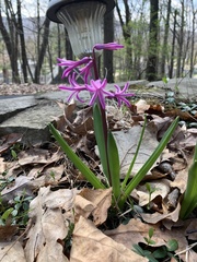 Hyacinthus
