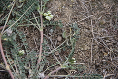 Astragalus hamosus brachyceras