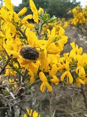 Tropinota squalida