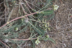 Astragalus hamosus brachyceras