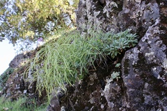 Boechera breweri shastaensis