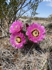 Echinocereus chisosensis