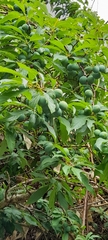 Prunus salicina