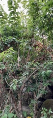 Prunus salicina