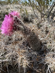 Echinocereus chisosensis