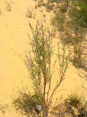 Astragalus brachylobus