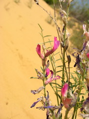 Astragalus brachylobus